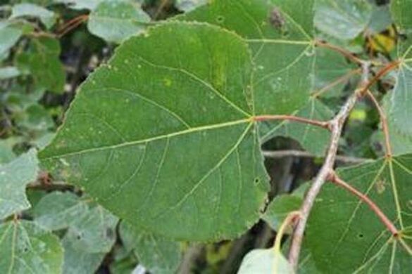 Aspen sae para a infusión de curación