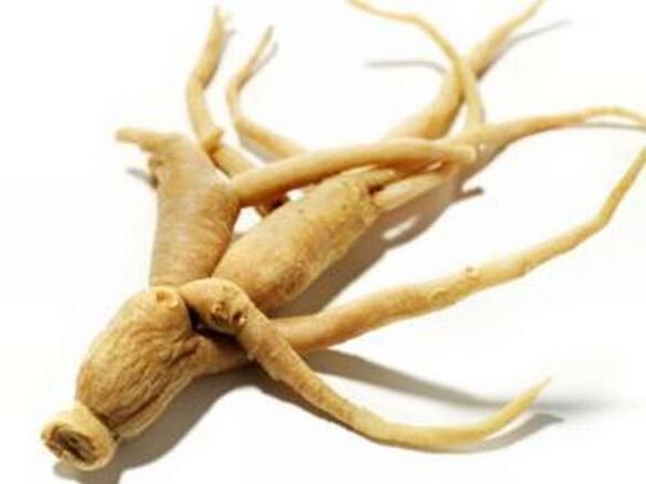 Raíz do ginseng